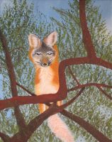 Alert (Gray Fox in Mesquite Tree) 07-19