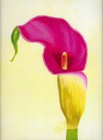 Calla Lilly 2014