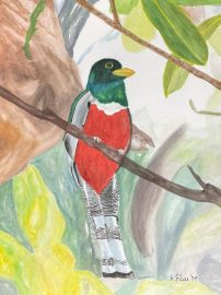 Elegant Trogon Final 03-24