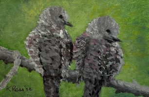 Inca Doves 05-22