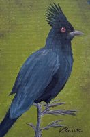 Phainopepla 05-22