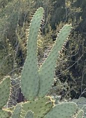 Rabbit Ears 2026 scaled Desert Shapes Series