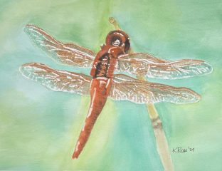 Red Skimmer Dragonfly 06-24