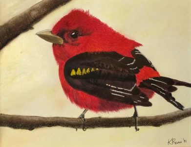 Scarlet Tanager 04-21