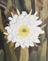 The Bloom (cereus cacti) 01-26