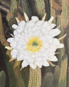 The Bloom (cereus cacti) 01-26
