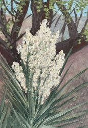 Yucca Bloom 01-25 5x7